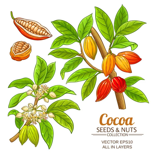 Kakaovník Vektor Bílém Pozadí — Stockový vektor