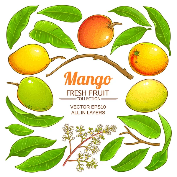 Vector Elementos Vegetales Mango Sobre Fondo Blanco — Vector de stock