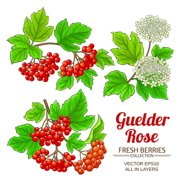 Guelder Rosa Pianta Vettore Impostato Sfondo Bianco — Vettoriale Stock