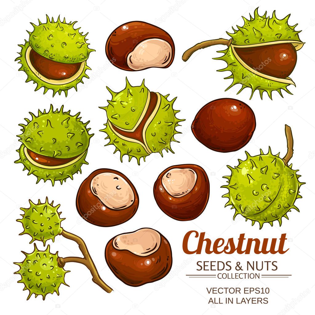 chestnut vector isolated on white background