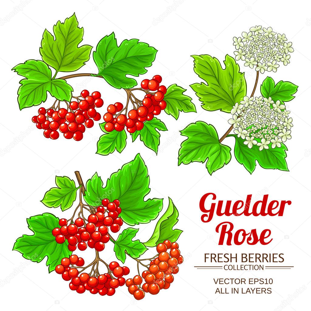 guelder rose plant vector set on white background