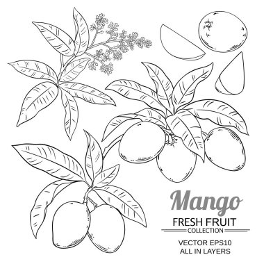 Beyaz arka plan üzerinde izole mango bitki vektör