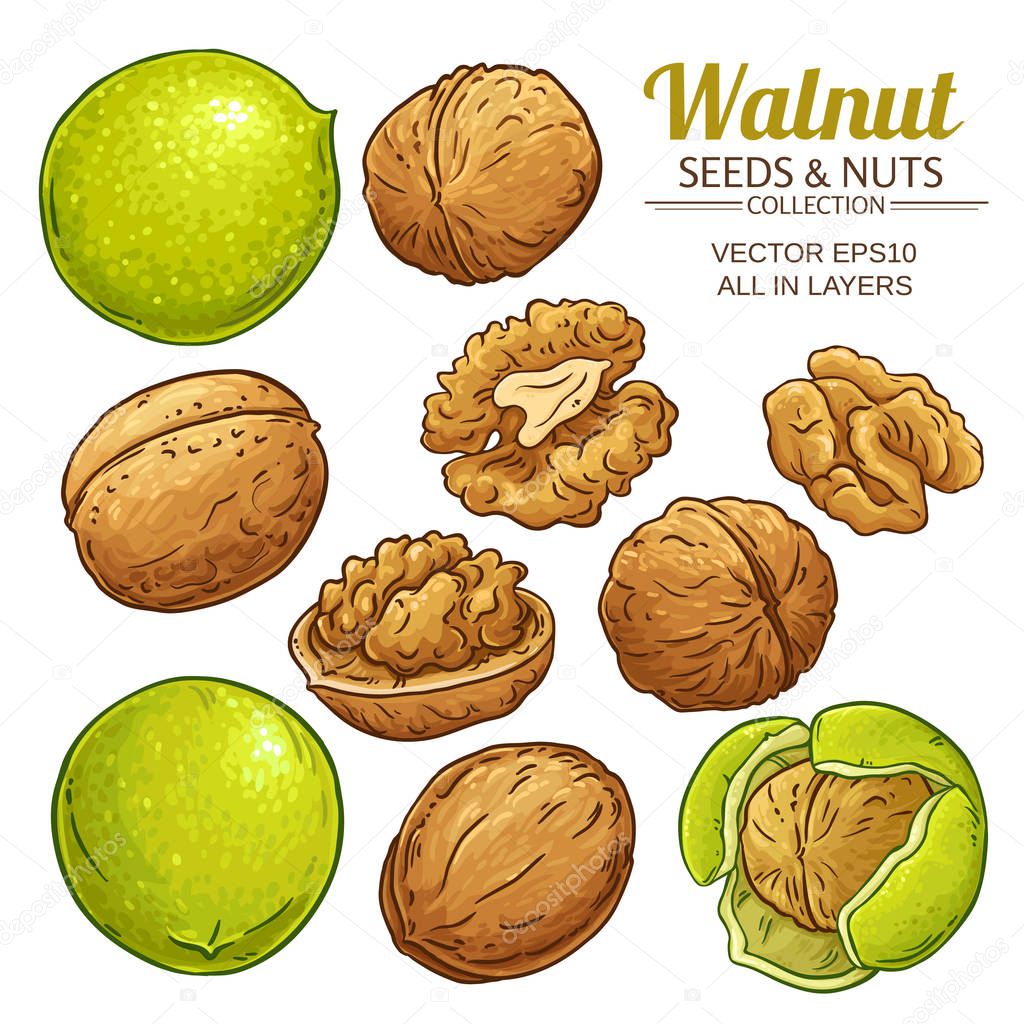 walnut seeds vector  on white background