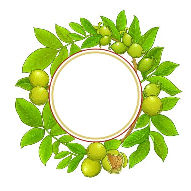 Beyaz arka plan üzerinde ceviz vektör çerçeve