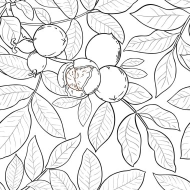 Beyaz arka plan üzerinde ceviz vektör şekli