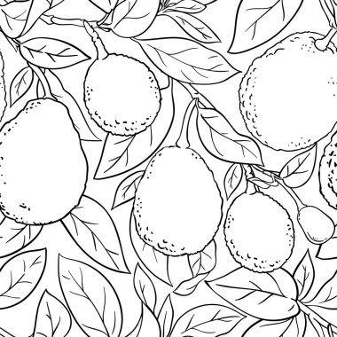 Beyaz arka plan üzerinde avokado vektör şekli