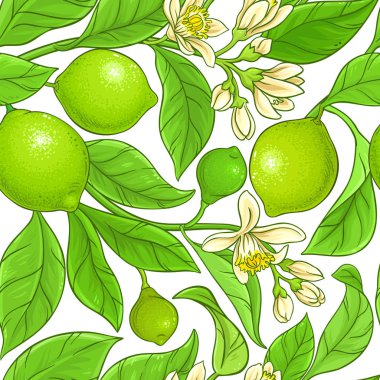 Kireç vektör desen beyaz arka plan üzerinde