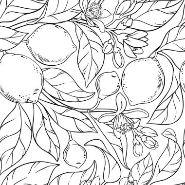 Kireç vektör desen beyaz arka plan üzerinde