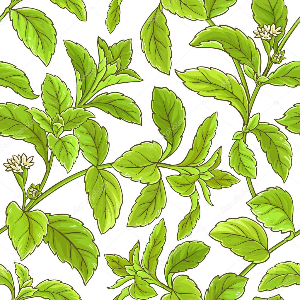 stevia branch vector pattern on white background