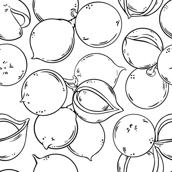 Macadamia vektör desen beyaz arka plan üzerinde