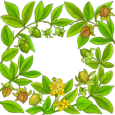 Jojoba vektör çerçeve beyaz arka plan üzerinde