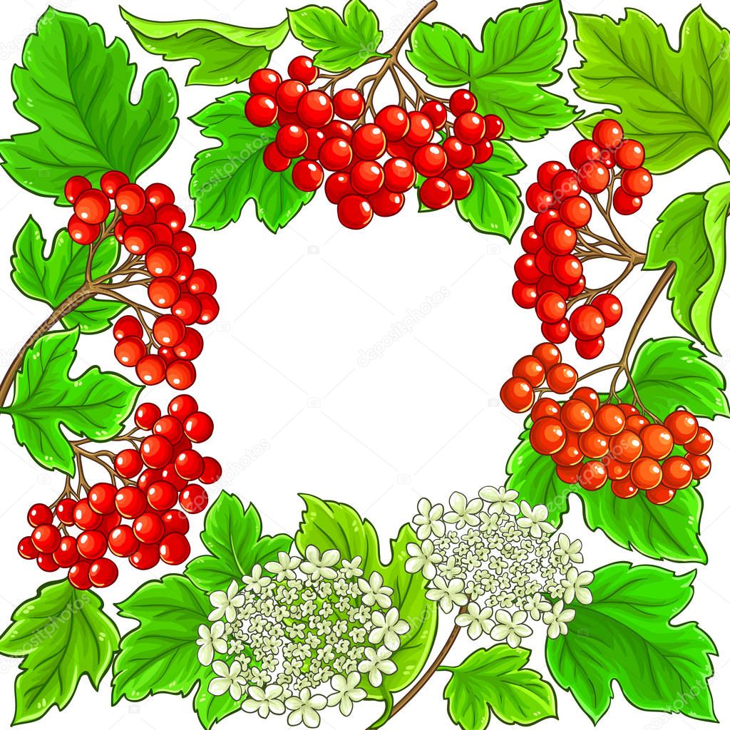 guelder rose vector frame on white background