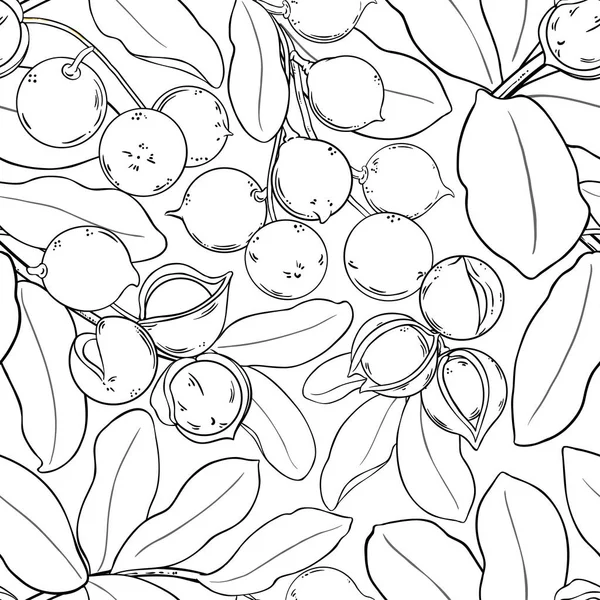 Macadamia vektör desen beyaz arka plan üzerinde