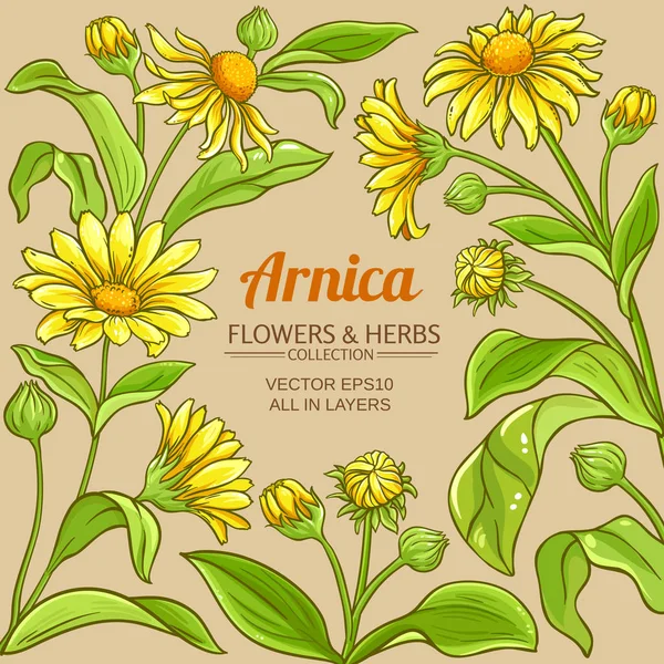 Cornice vettoriale arnica — Vettoriale Stock