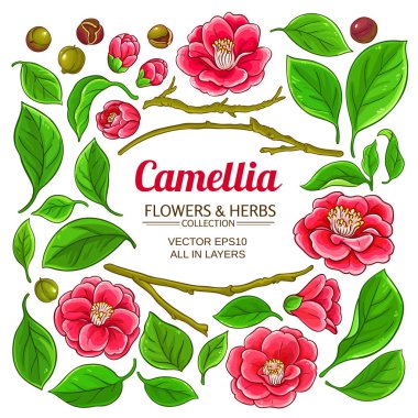 Camellia elemanları set