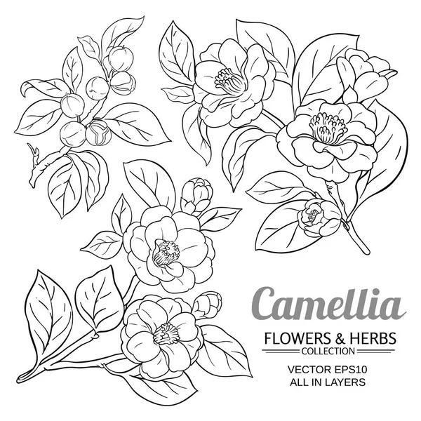 Camelia vector conjunto — Archivo Imágenes Vectoriales