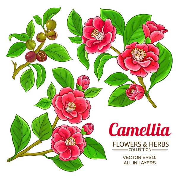 Camellia vektor uppsättning — Stock vektor