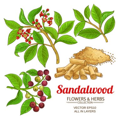 sandalwood vector set clipart