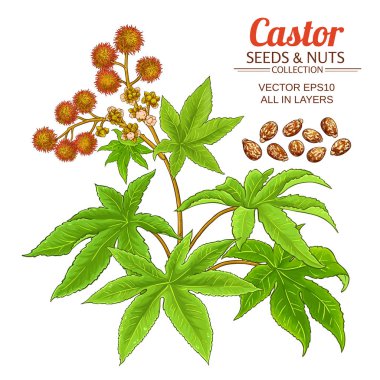 castor vektör seti
