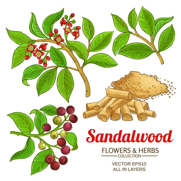 Sandalwood vector set — Stock Vector