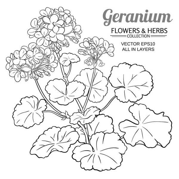 Illustration av geranium växt — Stock vektor