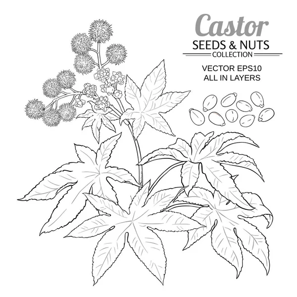 Castor vector set — Stock Vector