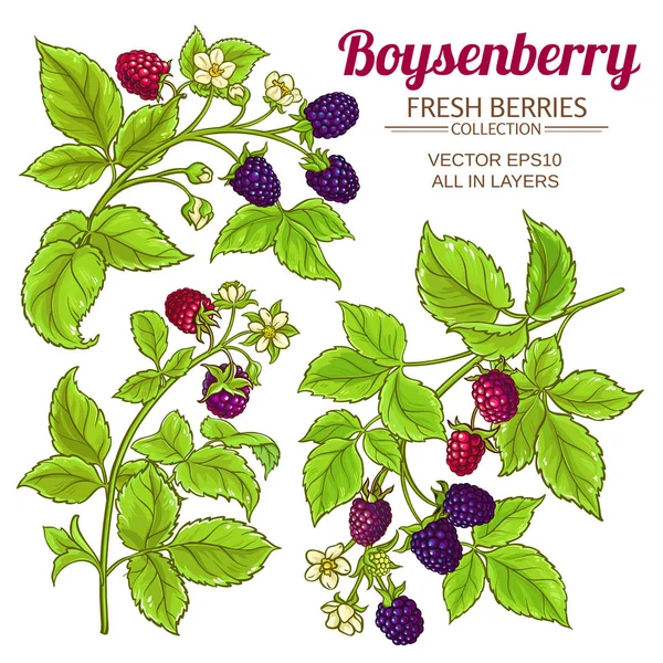 Boysenberry vector set — Stock Vector