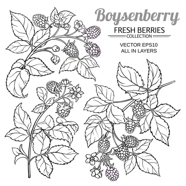 Set vettore boysenberry — Vettoriale Stock