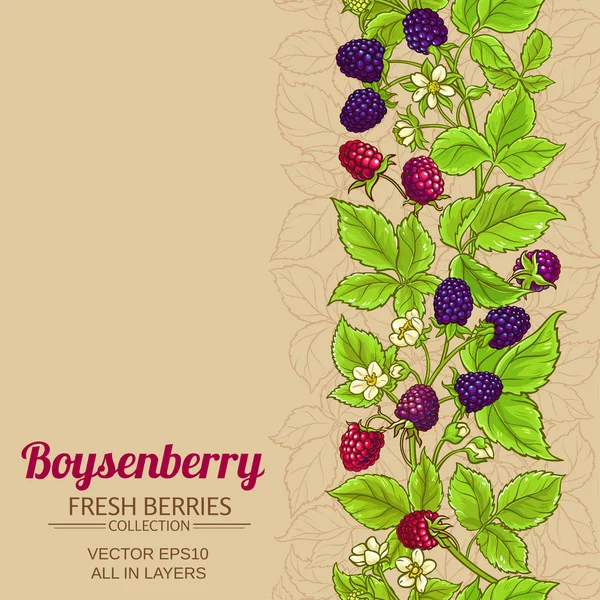 Boysenberry vector fondo — Vector de stock