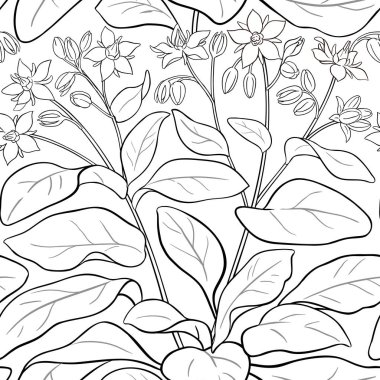 borago vektör deseni