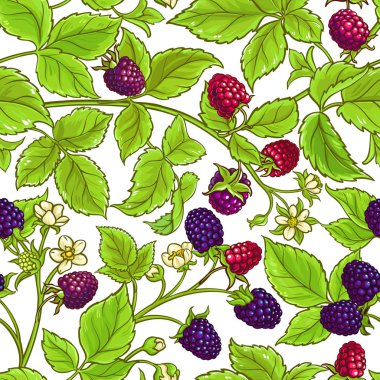 boysenberry vektör deseni