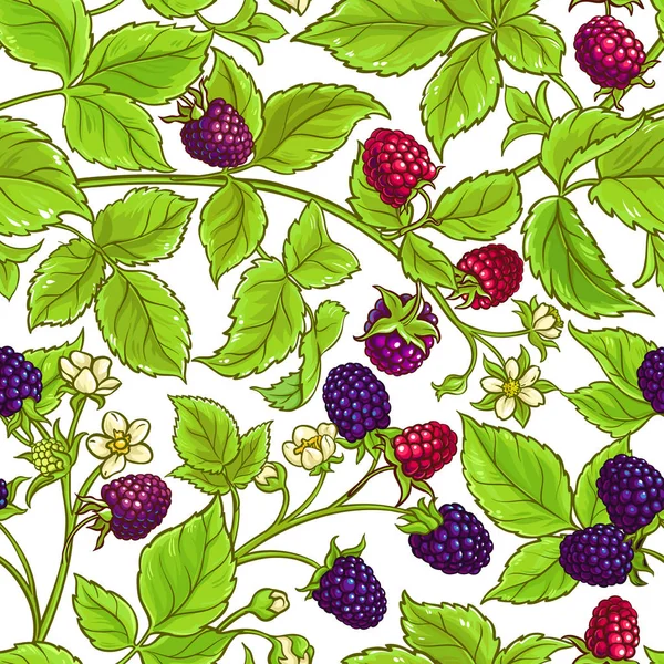 Boysenberry-Vektormuster — Stockvektor