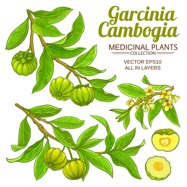 Garcinia vector set — Stock Vector