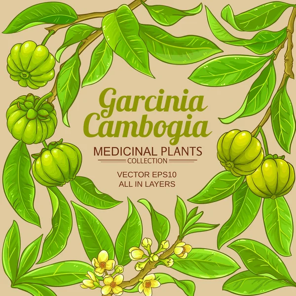 Quadro vetorial garcinia —  Vetores de Stock