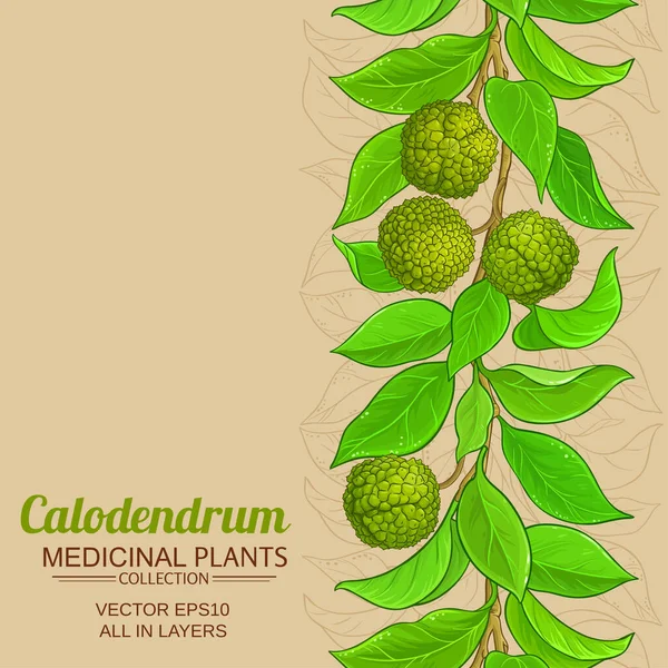 Calodendrum vektor háttér — Stock Vector