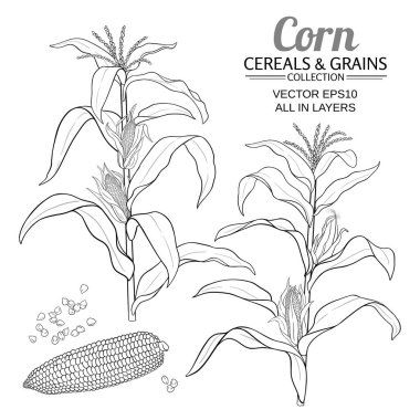 mısır vektörü belirlendi