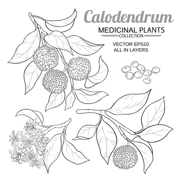 Calodendrum vector conjunto — Archivo Imágenes Vectoriales