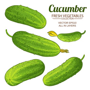 salatalık vektör kümesi