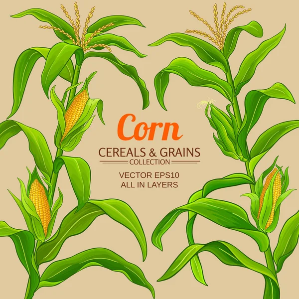 mısır vektör çerçevesi