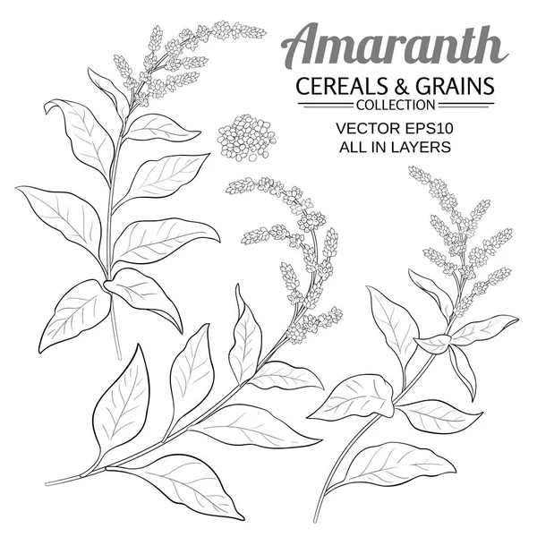 Amaranth-Vektorsatz — Stockvektor