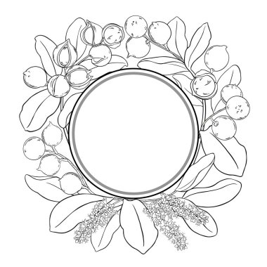 Çiçekler, Fındıklar ve Yapraklar Yuvarlak Çerçeveli Macadamia Şubesi. Organik doğal besin maddeleri, vejetaryen diyet ürünleri. Tasarım veya dekorasyon için izole edilmiş vektör.