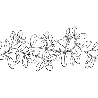 Marjoram Branch ve Leaves Outline Yatay Kusursuz Desen. Organik doğal besin maddeleri, vejetaryen diyet ürünleri. Tasarım veya dekorasyon için izole edilmiş vektör.