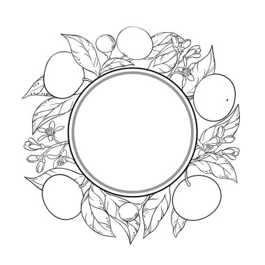 Çiçekli Mandarin Şubesi, Fruits and Leaves Outline Frame. Taslak Yuvarlak Çerçeve. Organik doğal besin maddeleri, vejetaryen diyet ürünleri. Tasarım veya dekorasyon için izole edilmiş vektör.