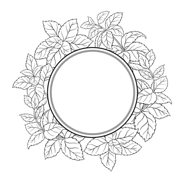 Melissa Branch, Leaves Outline Round Frame 'den. Tasarım veya dekorasyon için izole edilmiş vektör.