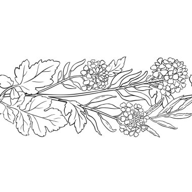 Hardal Bitkisi ve Çiçekler ve Yapraklar Dış Hatlar Yatay Kusursuz Desen. Organik doğal besin maddeleri, vejetaryen diyet ürünleri. Tasarım veya dekorasyon için izole edilmiş vektör.