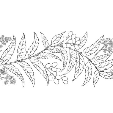 Çiçekler, Böğürtlenler ve Yapraklar ile Neem Branch Yatay Kusursuz Desen. Tasarım veya dekorasyon için izole edilmiş vektör.