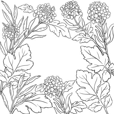 Çerçeveli Hardal Bitkisi ve Çerçeve Yaprakları. Organik doğal besin maddeleri, vejetaryen diyet ürünleri. Tasarım veya dekorasyon için izole edilmiş vektör.