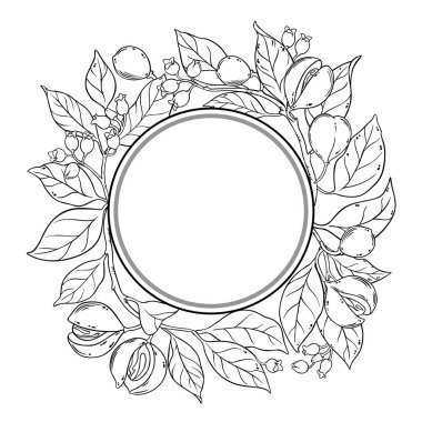 Çiçekler, Fındıklar ve Yapraklar Yuvarlak Çerçeveli Nutmeg Şubesi. Organik doğal besin maddeleri, vejetaryen diyet ürünleri. Tasarım veya dekorasyon için izole edilmiş vektör.