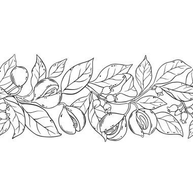 Çiçekler, Fındıklar ve Yapraklar ile Nutmeg Branch Yatay Özetle Kusursuz Desen. Organik doğal besin maddeleri, vejetaryen diyet ürünleri. Tasarım veya dekorasyon için izole edilmiş vektör.