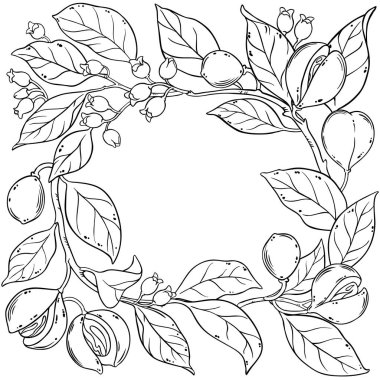 Çiçekler, Fındıklar ve Yapraklar Çerçeveli Nutmeg Şubesi. Organik doğal besin maddeleri, vejetaryen diyet ürünleri. Tasarım veya dekorasyon için izole edilmiş vektör.